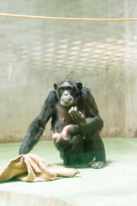 チンパンジーの赤ちゃんは常にお母さんの体にしがみついている